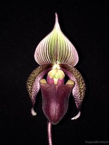 Paphiopedilum Lachmee