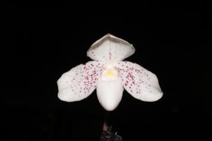 Paphiopedilum Nathaniel's Spectra