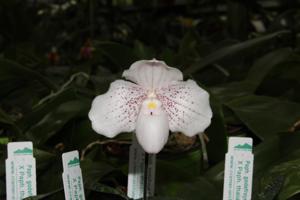 Paphiopedilum Nathaniel's Spectra