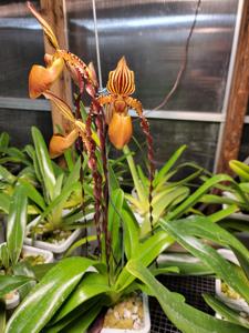 Paphiopedilum Raingreen's Sandi Hawk