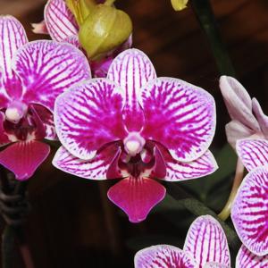 Phalaenopsis Younghome Summer