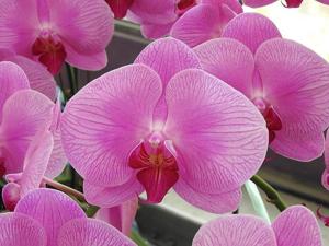 Phalaenopsis Yen Shuai Pink Lady