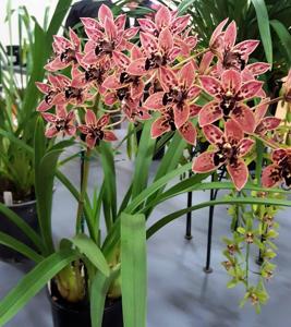 Cymbidium Canned Magic