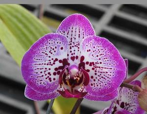 Phalaenopsis Fuller's Pink Stripe