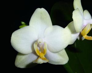 Phalaenopsis Memoria Laela