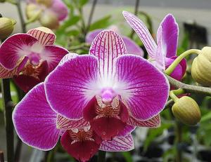 Phalaenopsis Dragon Tree Paradise