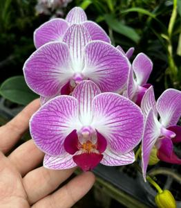 Phalaenopsis Dragon Tree Paradise