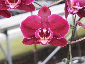 Phalaenopsis Lianher Cranberry