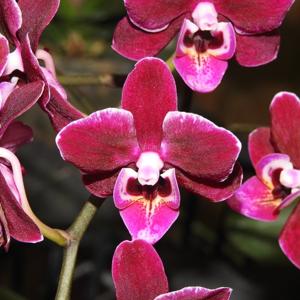 Phalaenopsis Lianher Cranberry