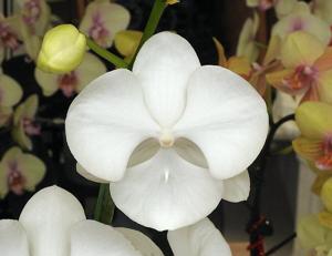 Phalaenopsis Younghome Princess