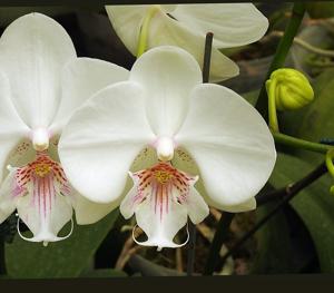 Phalaenopsis Younghome Princess