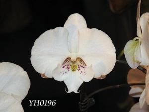 Phalaenopsis Younghome Princess