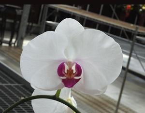 Phalaenopsis Yen Shuai Snow Angel