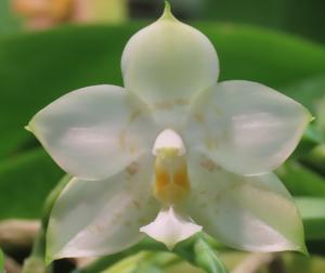 Phalaenopsis Lyndon Reflex