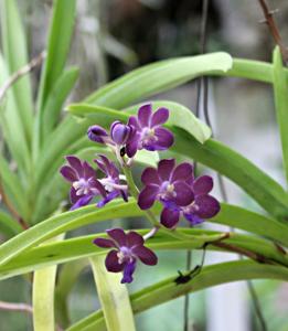 Vandachostylis Midnight Treasure