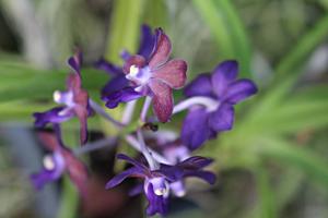 Vandachostylis Midnight Treasure