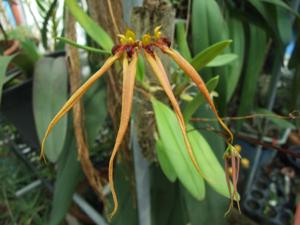 Bulbophyllum Sarawadee Aya