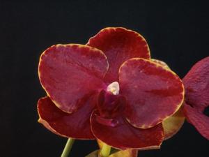 Phalaenopsis Buddha Bird