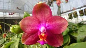 Phalaenopsis Mituo Sun Queen