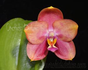 Phalaenopsis Mituo Sun Queen