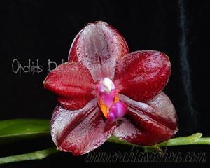 Phalaenopsis Mituo Sun King