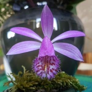 Pleione Mahe