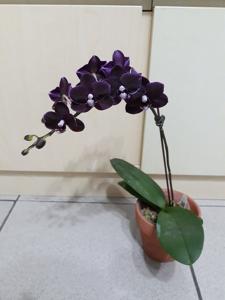 Phalaenopsis I-Hsin Black Soot