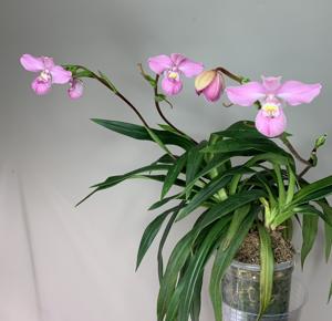 Phragmipedium Samuel Crothers