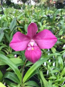 Phragmipedium Samuel Crothers