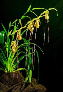 Phragmipedium Leslie Garay