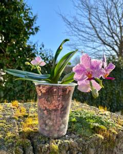 Phalaenopsis Hualien Pink Galaxy