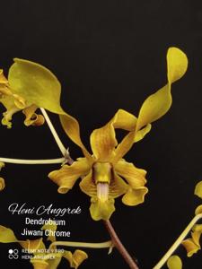 Dendrobium Jiwani Chrome