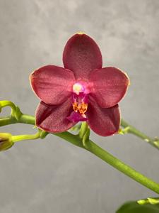 Phalaenopsis Zheng Min Parakeet