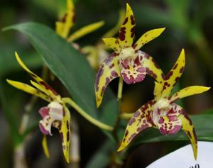 Dendrobium Brimbank Uluru