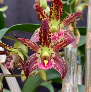 Dendrobium Brimbank Uluru