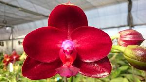 Phalaenopsis Mituo King