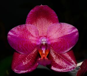 Phalaenopsis Mituo King