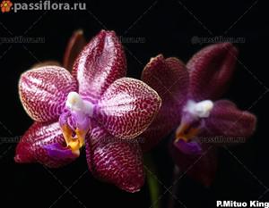 Phalaenopsis Mituo King