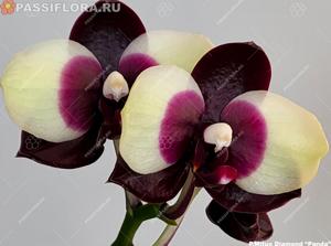 Phalaenopsis Mituo Diamond