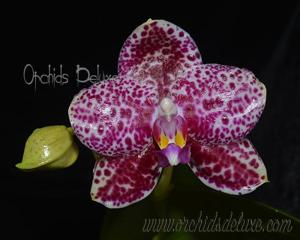<i>Phalaenopsis</i> Mituo Diamond