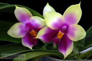 Phalaenopsis Mituo Prince