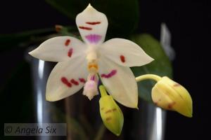 Phalaenopsis Li Sun High