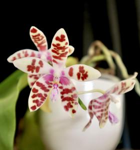 Phalaenopsis Li Sun High