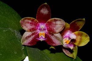 Phalaenopsis Appalachian Musical Dragon