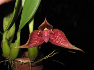 <i>Bulbophyllum</i> Siam Gecko