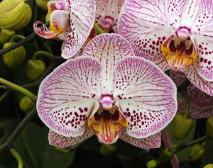 Phalaenopsis I-Hsin The Big Bang