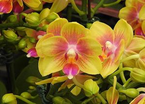 Phalaenopsis I-Hsin Venus