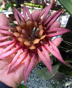 Bulbophyllum Lee Nam Fook