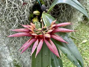 Bulbophyllum Lee Nam Fook