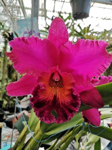 <i>Rhyncholaeliocattleya</i> Nobile's Cabernet